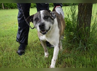 Chucky - Großer Hund sucht großes Herz