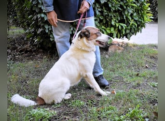 Miah - wohn"haft" in einem Hundelager