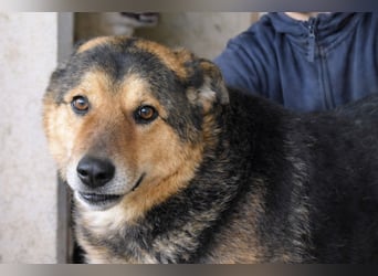 Annalise - Eine liebevolle Gefährtin mit einem sicheren Wesen