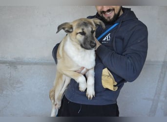 Quivira - Kleines Hundekind, was nun?