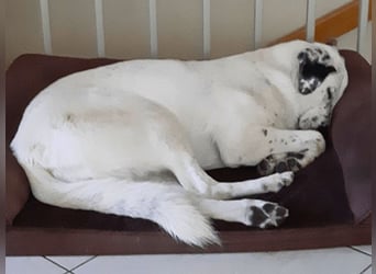 Gina - SOS - Dringend neues Zuhause oder Pflegestelle gesucht - Auch sie droht alles zu verlieren