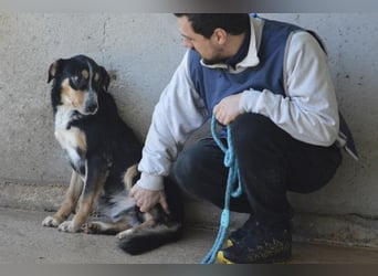 Aroldo - Sanfter Rüde sucht sein Lebensglück