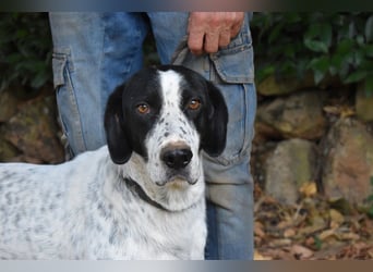 Demetrius - SOS - Sensibler Hund in großer Not