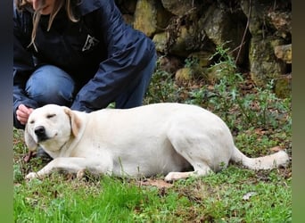 Hughie - macht ein Freundschaftsangebot