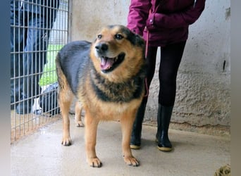 Annalise - Eine liebevolle Gefährtin mit einem sicheren Wesen