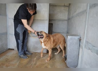 Kemp - Runder Rundum-Schatz