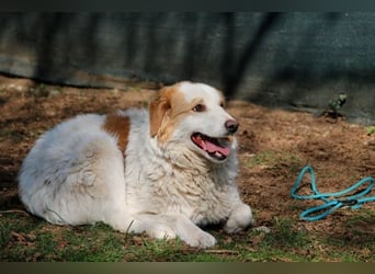 Tish - mit dem wunderschönen Kuschelfell