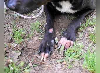 Rhino - NOTFALL !!! - Wenn man nicht auffällt, geht man unter