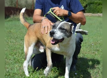 Chucky - Großer Hund sucht großes Herz