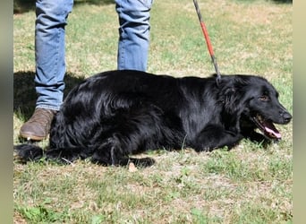 Settimio - Ich bin da, jetzt läuft's!?