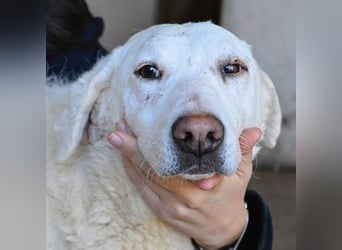 Arriel - aller guten Dinge sind drei