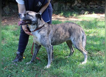 Fionella - Tigerchen sucht Familie