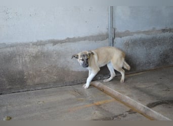 Quivira - Kleines Hundekind, was nun?