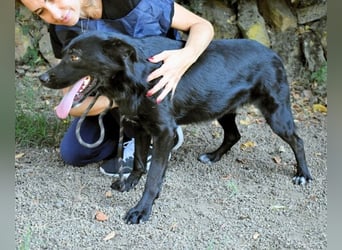 Saffiro - Ein Schritt Richtung Hundeglück