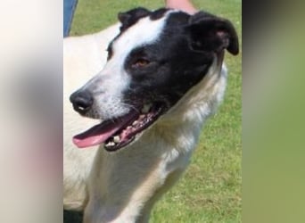 Florentino - Der hübscheste aller Batmans