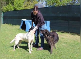 Florentino - Der hübscheste aller Batmans