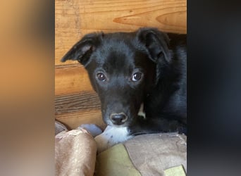 Flaviano - Wenn Du mich holst, bleib ich bei Dir