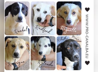 Rodrigue - Ein Anfang, der nie kam