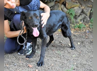 Saffiro - Ein Schritt Richtung Hundeglück