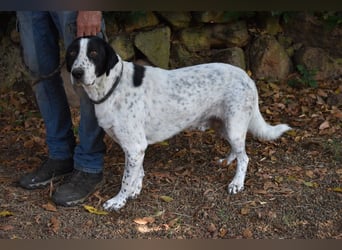 Demetrius - SOS - Sensibler Hund in großer Not