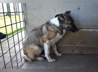 Quorivah - Kleines Hundemädchen, was nun?