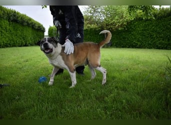 Chucky - Großer Hund sucht großes Herz