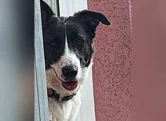 Fioretta - NOTFALL - 2. Lebensglück gesucht