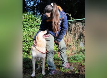 Rodman - läuft sich die Seele wund