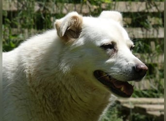 Gea - eine zarte Seele auf der Suche nach ihren Menschen