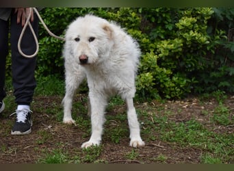 Lynnette - Power-Hündin sucht sportliches Zuhause