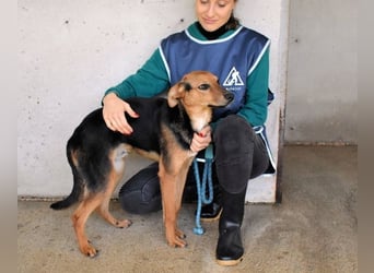 Bastrel - bereit für die Klasse "Zuhause"