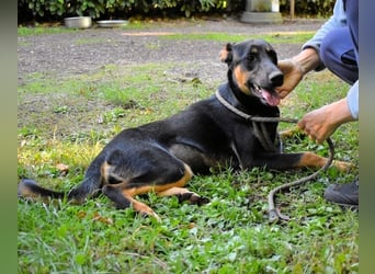 Drifa - vorsichtiges Hundemädchen auf der Suche nach Geborgenheit