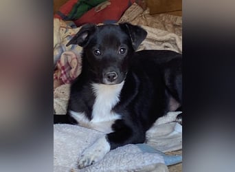 Flaviano - Wenn Du mich holst, bleib ich bei Dir