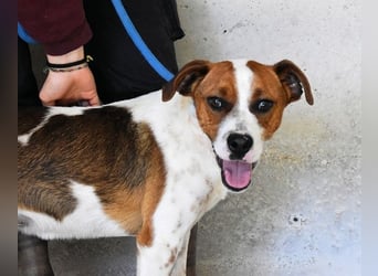 Olli - Quirliges Hundekind braucht dringend Familie