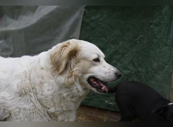 Idylle - Sanfte Hündin sucht Lieblingsmenschen