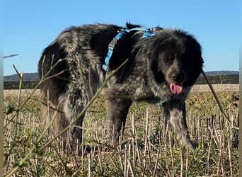 Olivia - Schüchterne Schönheit sucht neue Hunde-Menschen-Familie