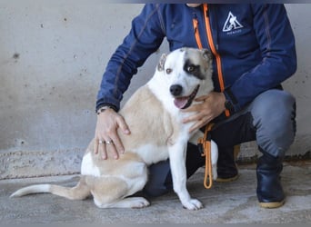 Dayra - freundlich, sanft und bereit für ein schönes Zuhause