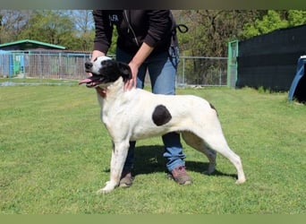 Florentino - Der hübscheste aller Batmans