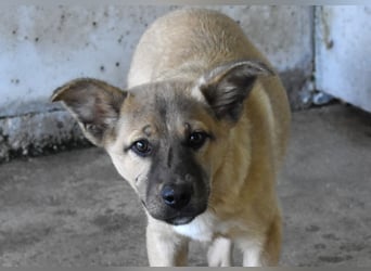 Quarven - Kleiner Hundejunge, was nun?