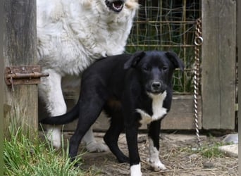 Flaviano - Wenn Du mich holst, bleib ich bei Dir