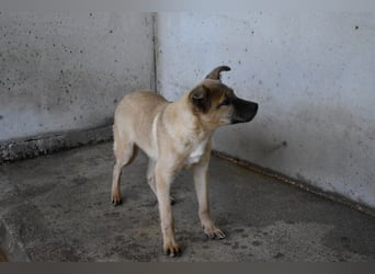 Quarven - Kleiner Hundejunge, was nun?