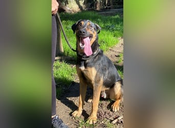 Robin - (Dringend Zuhause oder Pflegestelle gesucht) Ein unbeschriebenes Blatt...