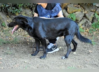 Saffiro - Ein Schritt Richtung Hundeglück