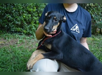 Drifa - vorsichtiges Hundemädchen auf der Suche nach Geborgenheit