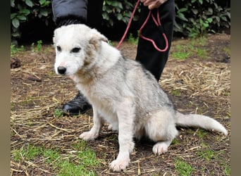 Kemyra - Ein "Wölfchen" sucht sein Rudel