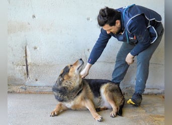 Annalise - Eine liebevolle Gefährtin mit einem sicheren Wesen