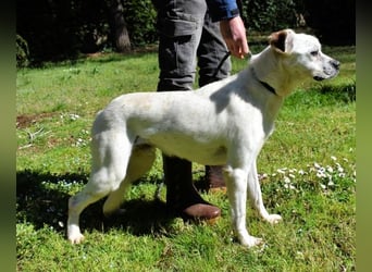 Jedd - Der Hund mit den Sommersprossen