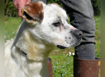 Jedd - Der Hund mit den Sommersprossen