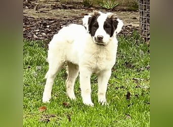 Ingo -  Neunmal werden wir noch wach...