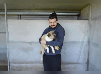 Quivira - Kleines Hundekind, was nun?